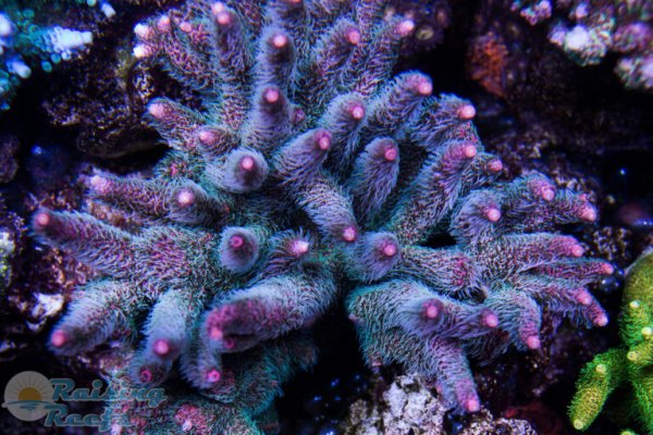 Kraken 24at